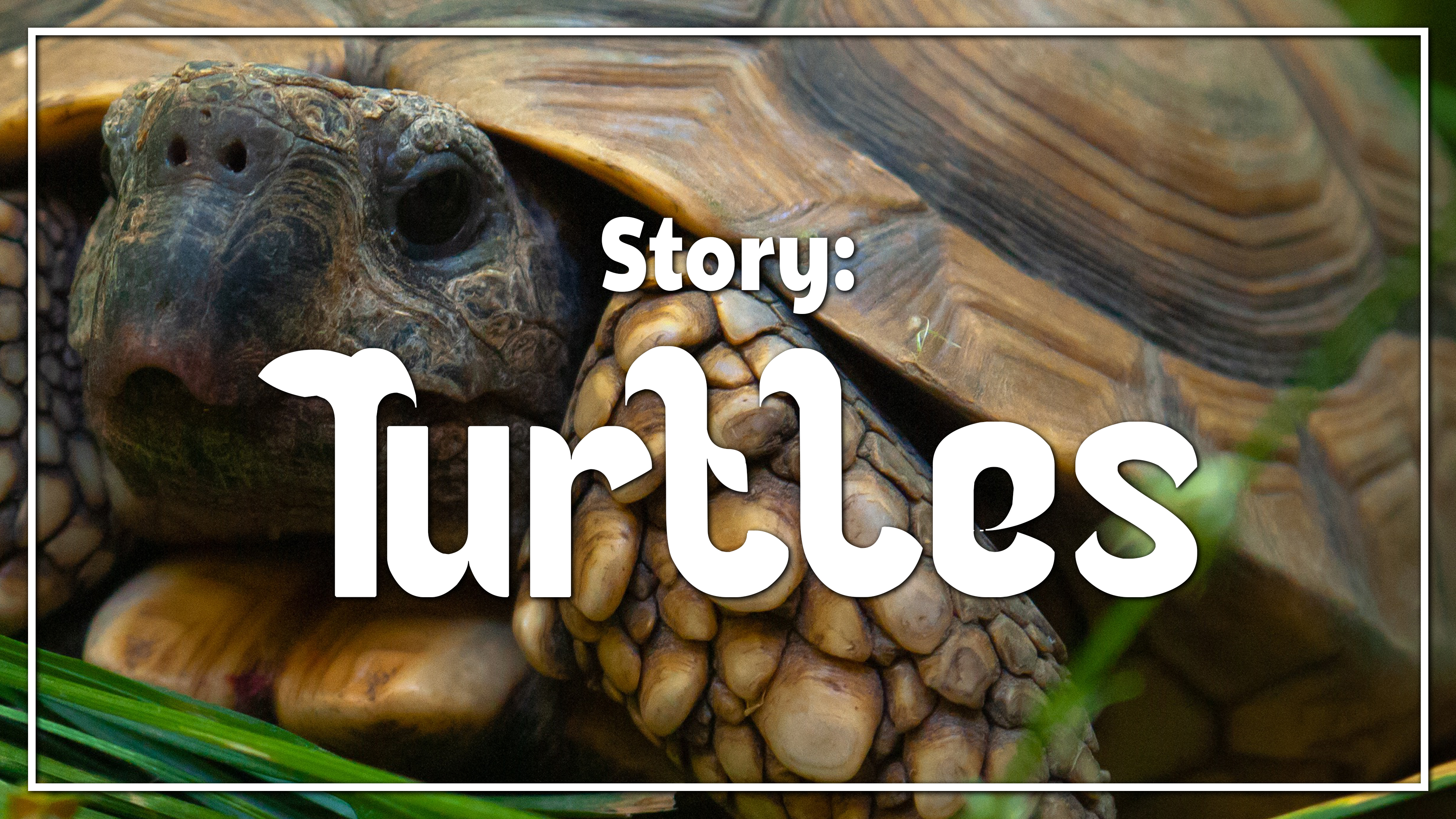 Turtles - Story