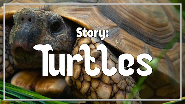 Turtles - Story