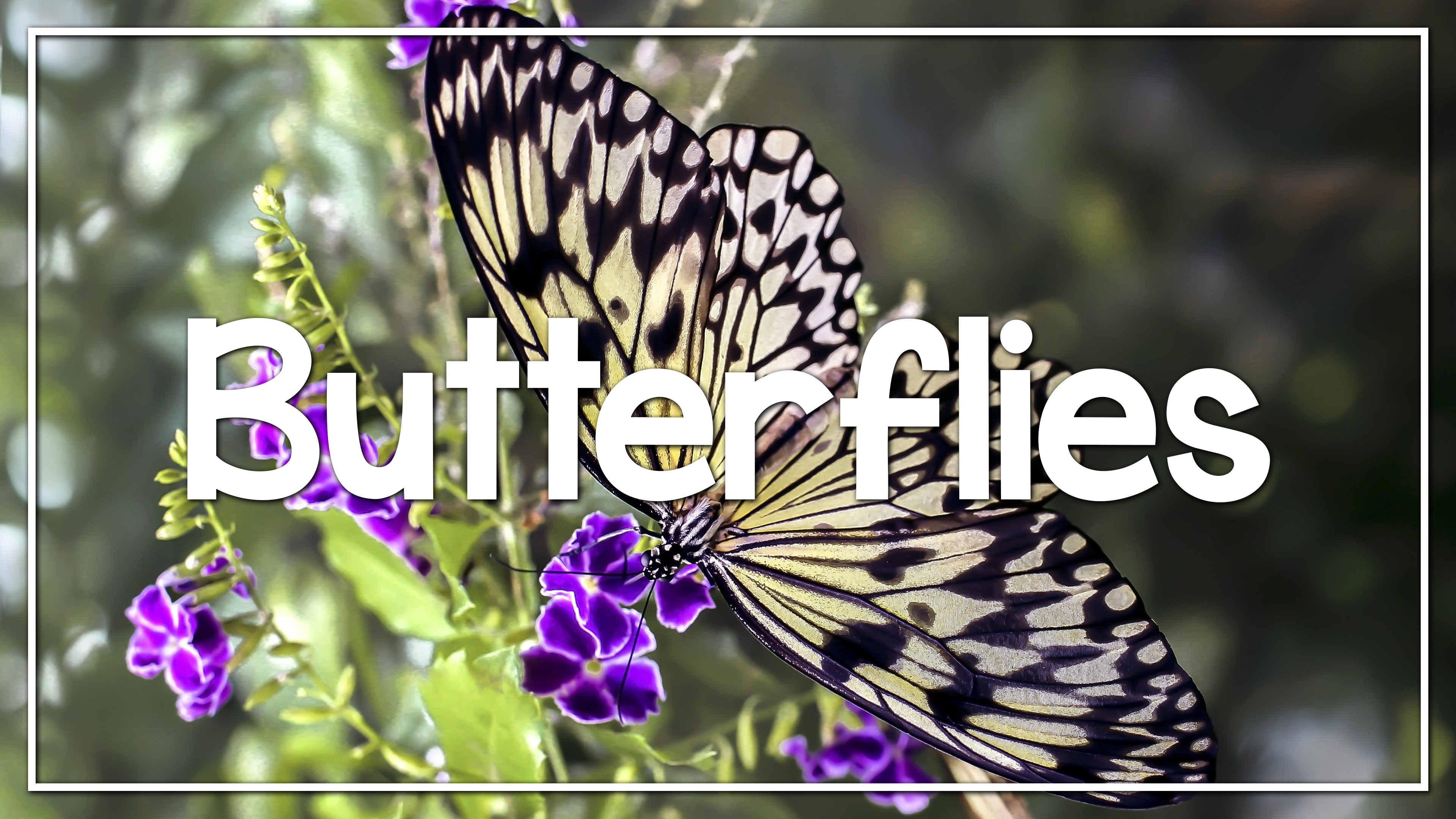 Butterflies