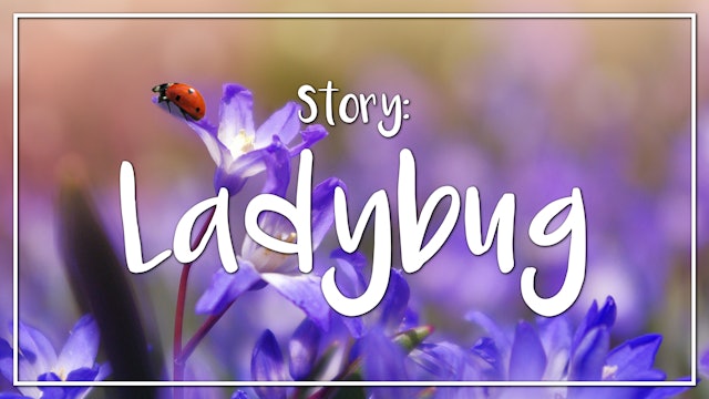 Ladybug - Story