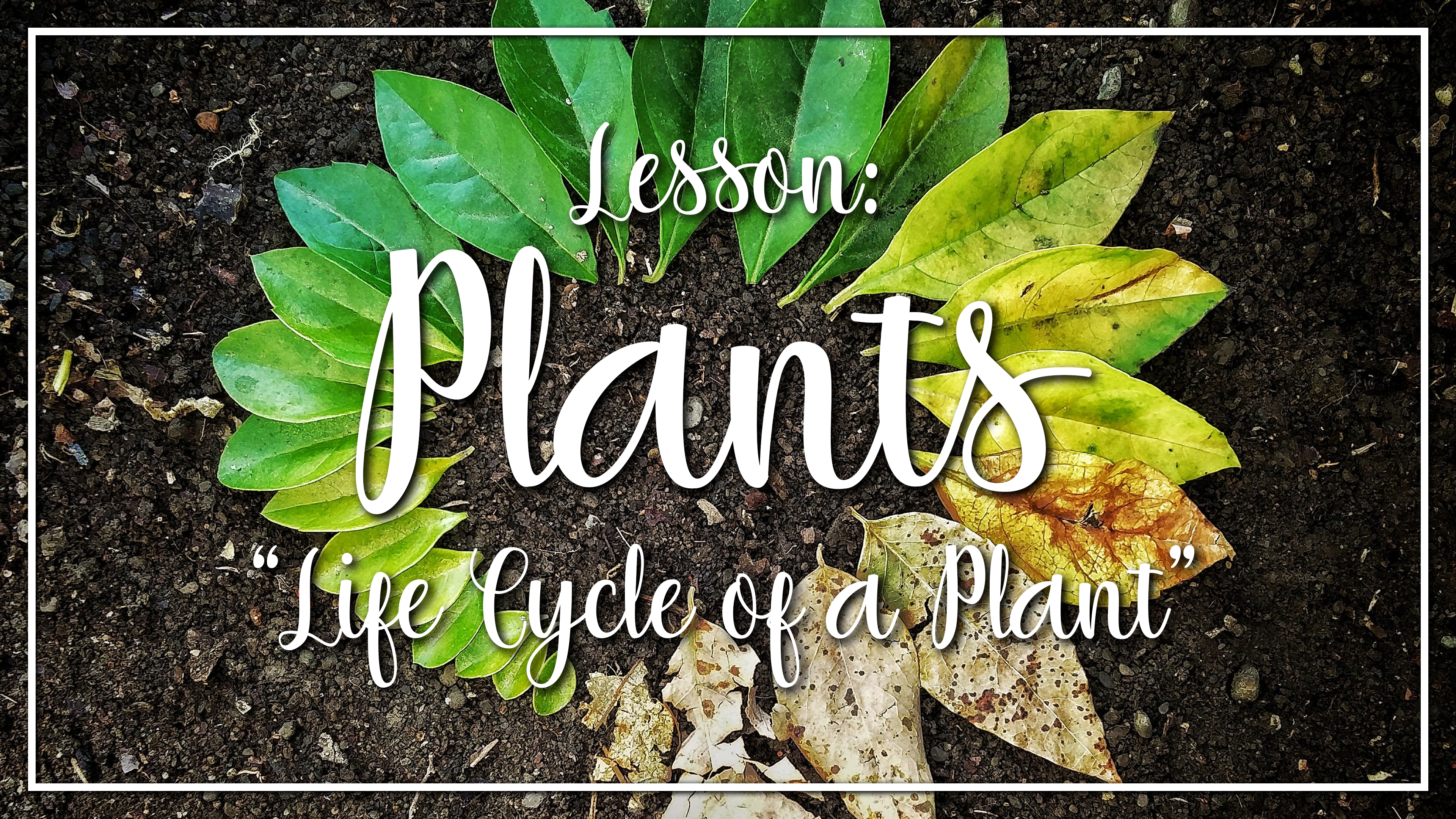 Plants - Lesson 1: "Life Cycle of a Plant"