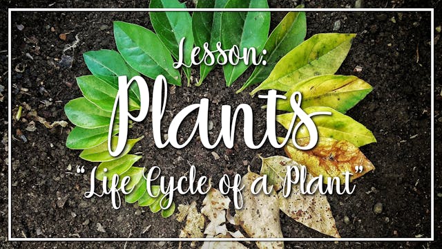 Plants - Lesson 1: "Life Cycle of a P...