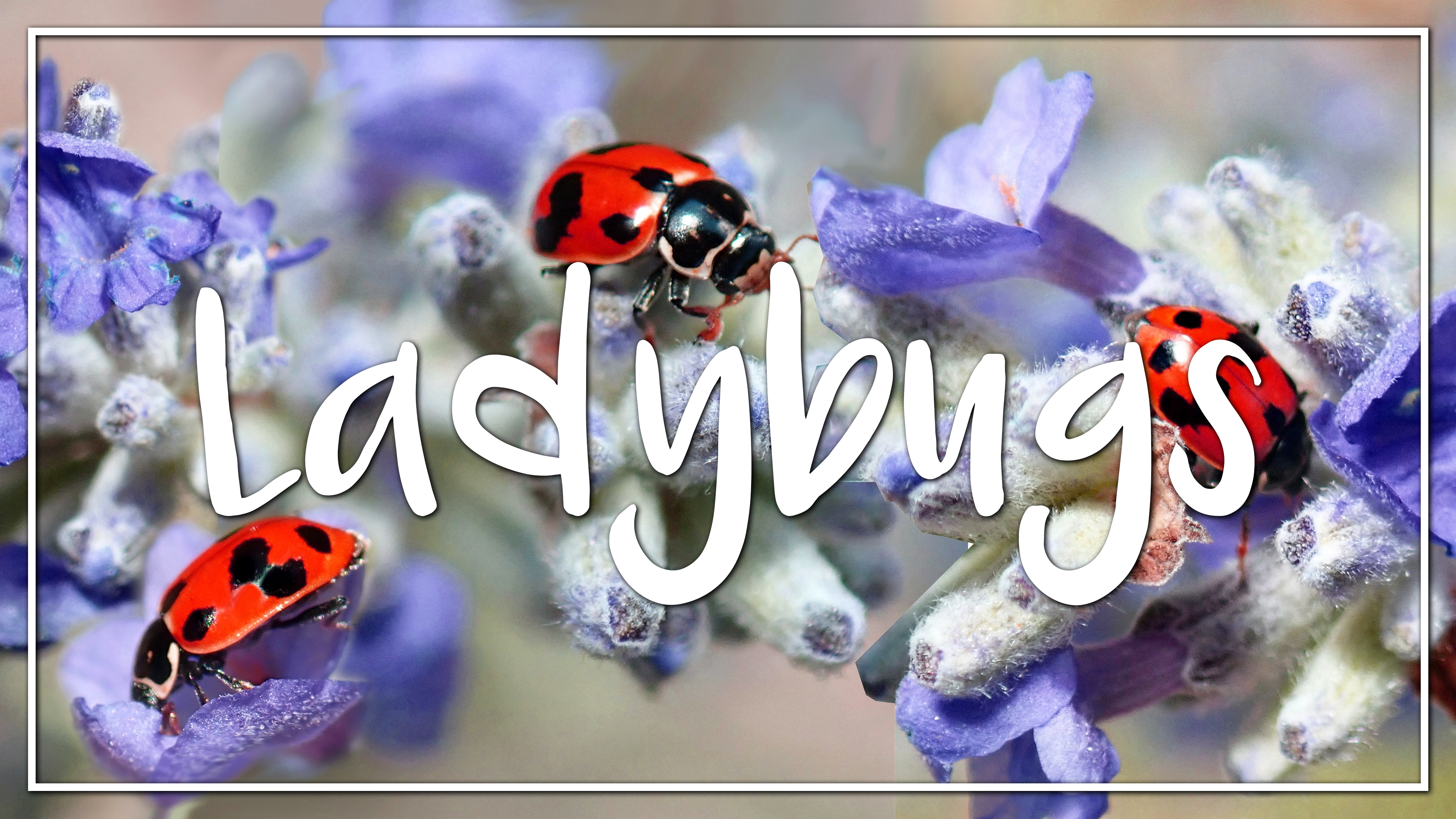 Ladybugs