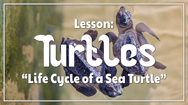 Turtles - Lesson 1: "Life Cycle of a Sea Turtle"
