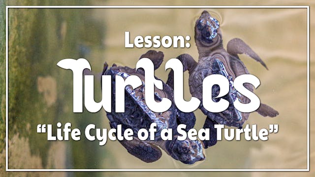 Turtles - Lesson 1: "Life Cycle of a ...