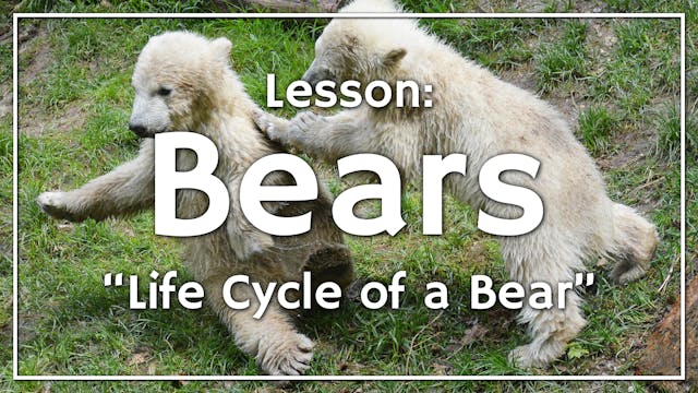 Bears - Lesson 1: "Life Cycle of a Bear"