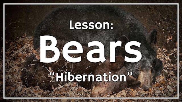 Bears - Lesson 2: "Hibernation"