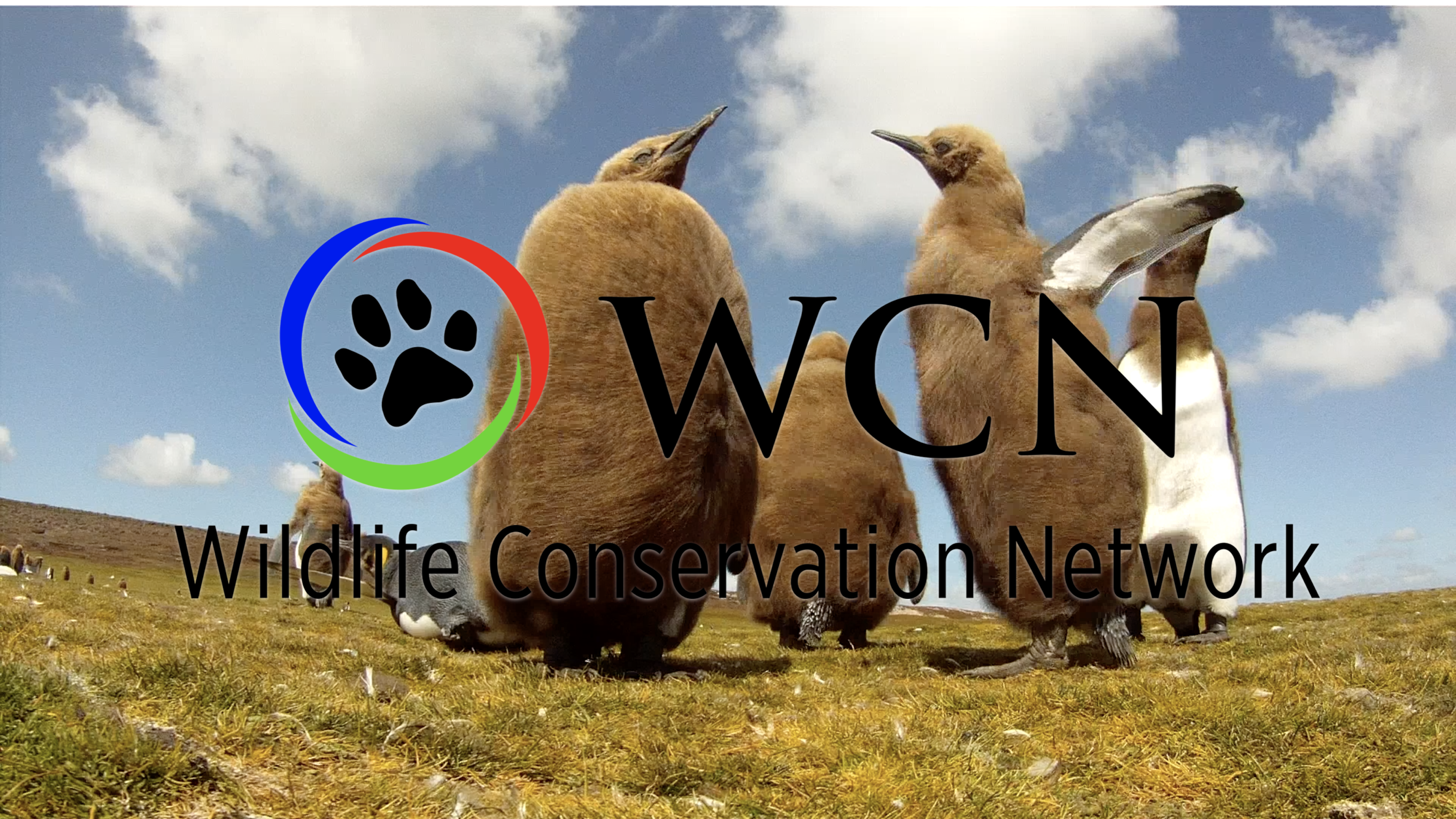 Wildlife Conservation Network