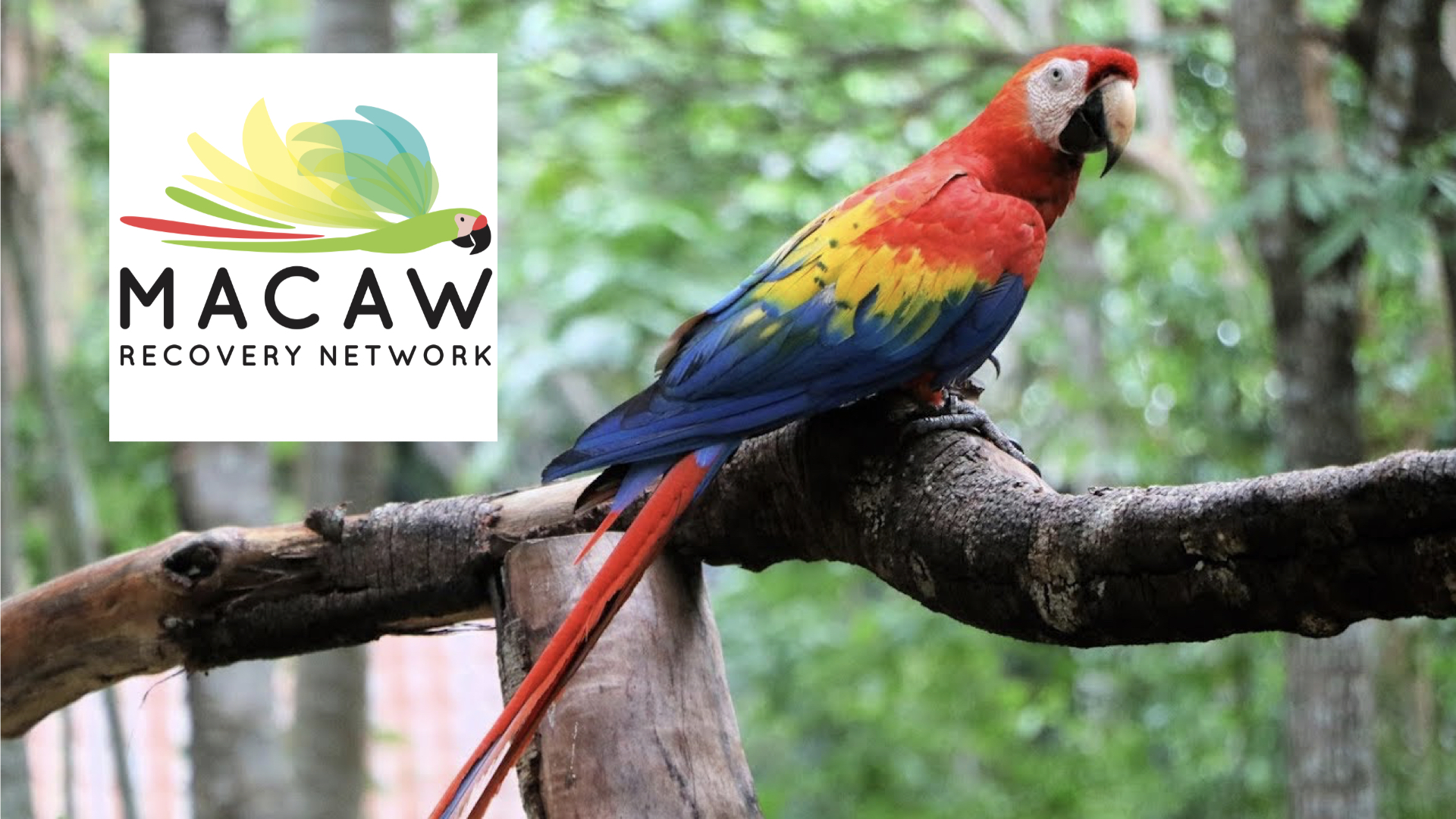 Macaw Recovery Network