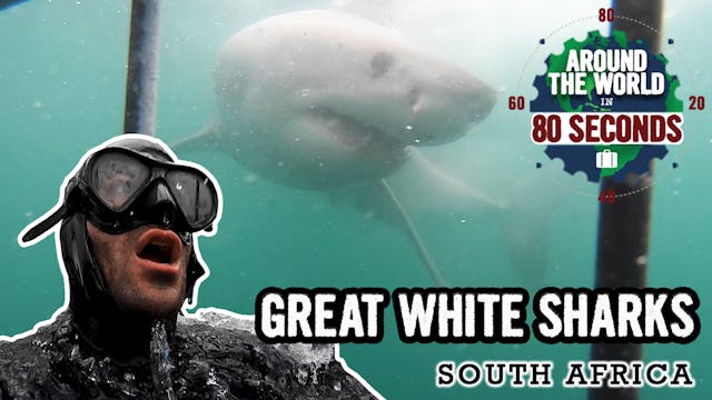 ATW in 80 seconds: GREAT WHITE SHARKS