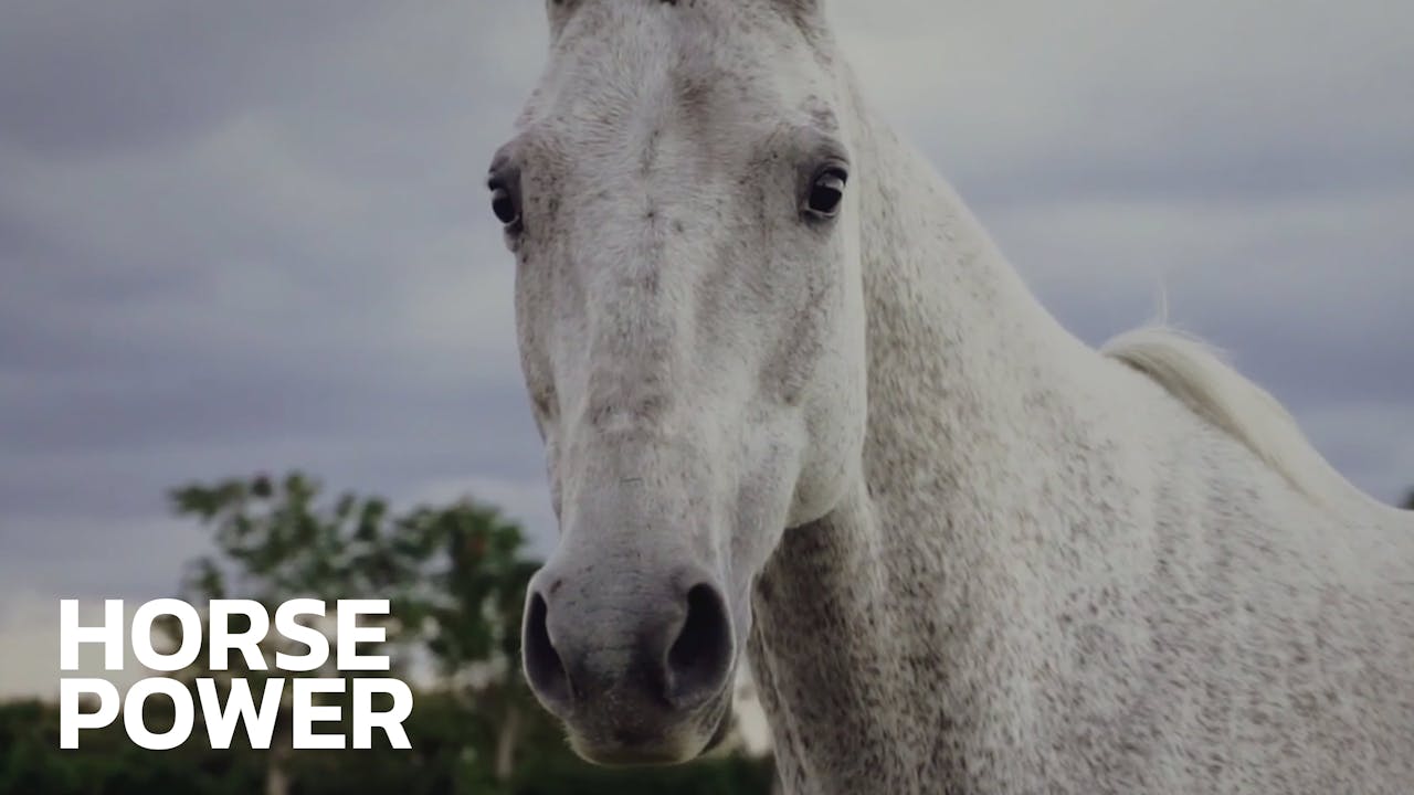 Horse Power - Global Polo TV