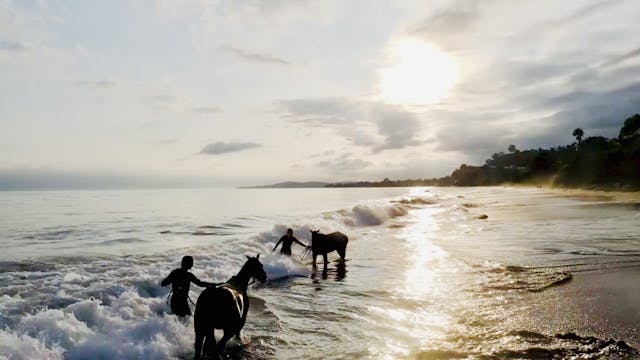 Swimming with Horses