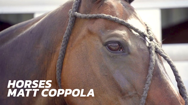 Horses - Matt Coppola