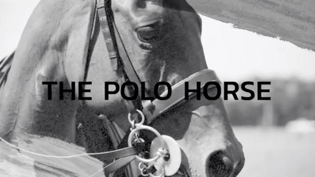 Matt Coppola - The Polo Horse