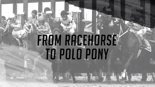 From Racehorses to Polo Pony