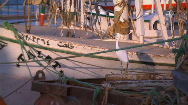 Tough Boats - Egypt