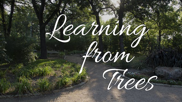 Learning from Trees