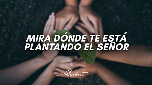 Shabbat: Mira Dónde Te Está Plantando...