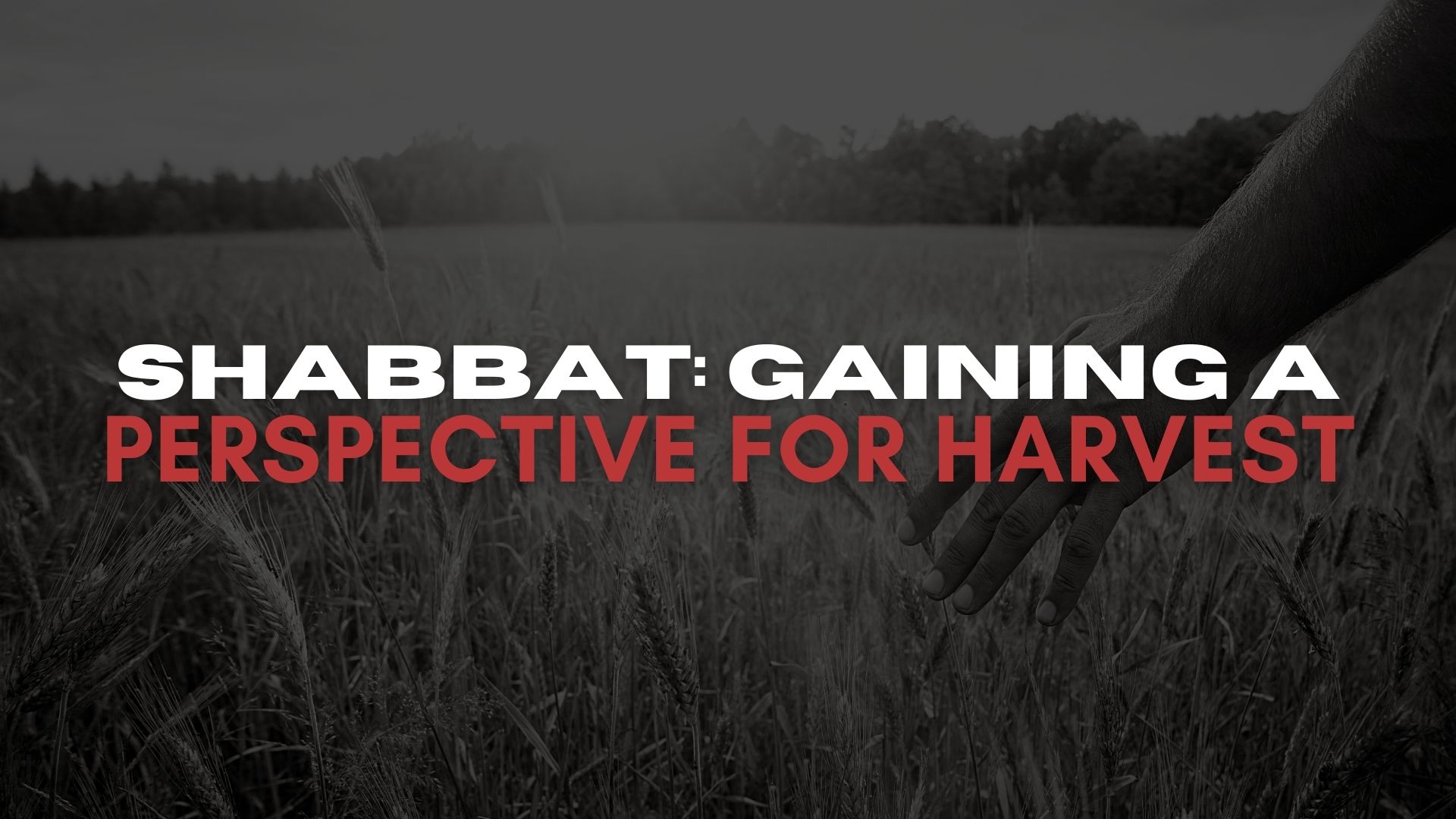 Shabbat: Gaining A Perspective For Harvest (06/04)
