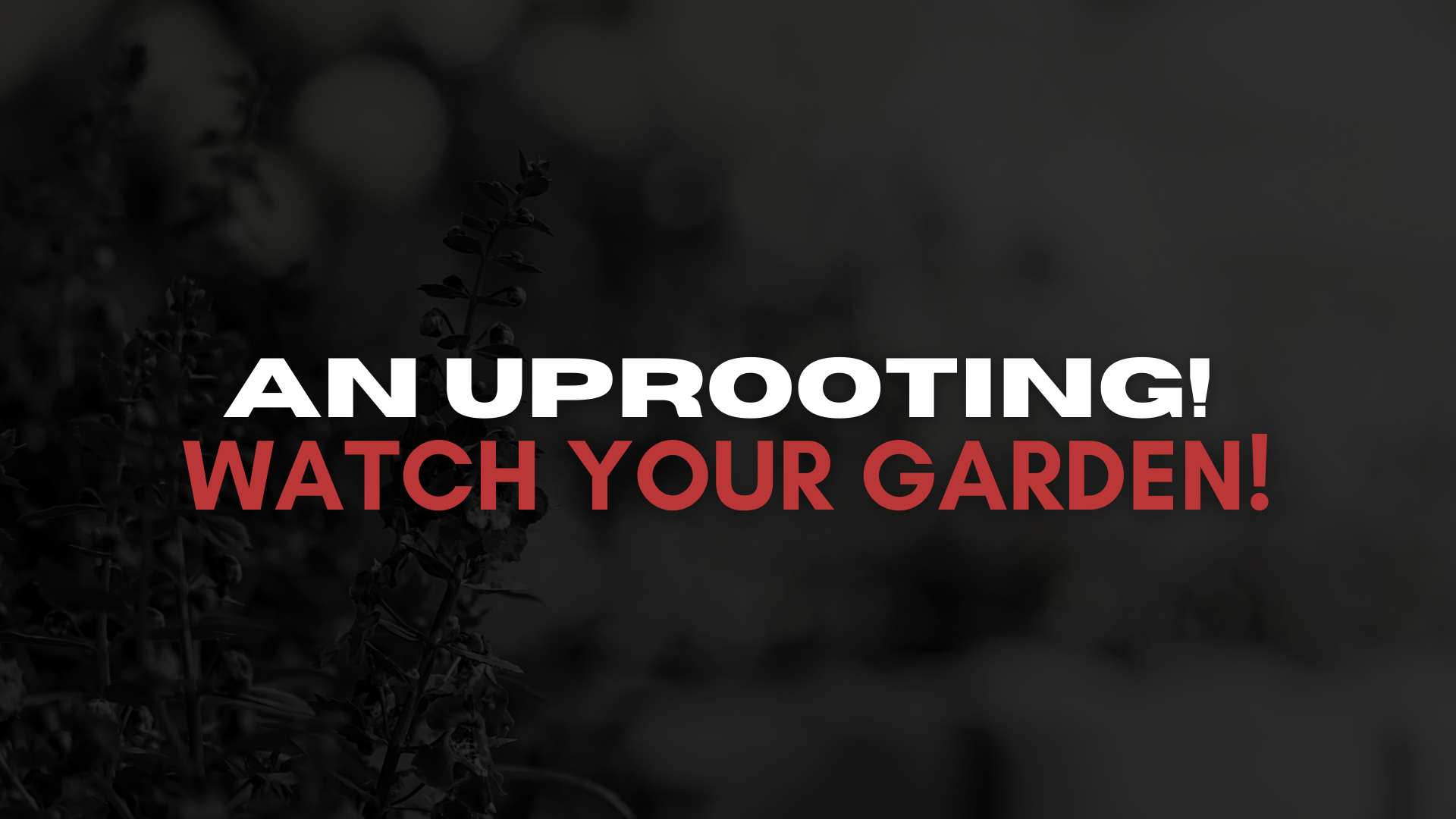An Uprooting! Watch Your Garden! (04/23)