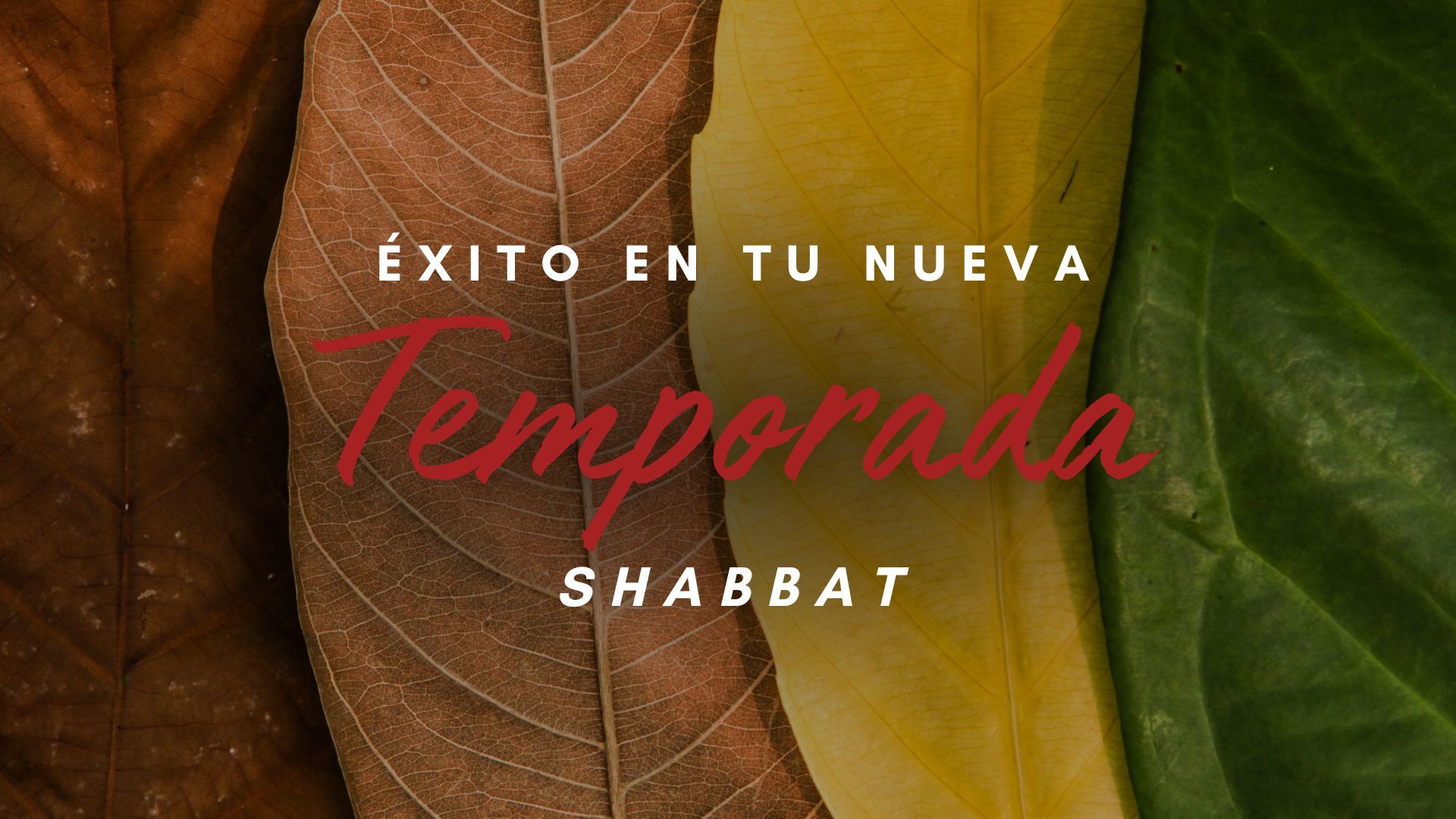 Éxito en tu nueva Temporada Shabbat (12/06)