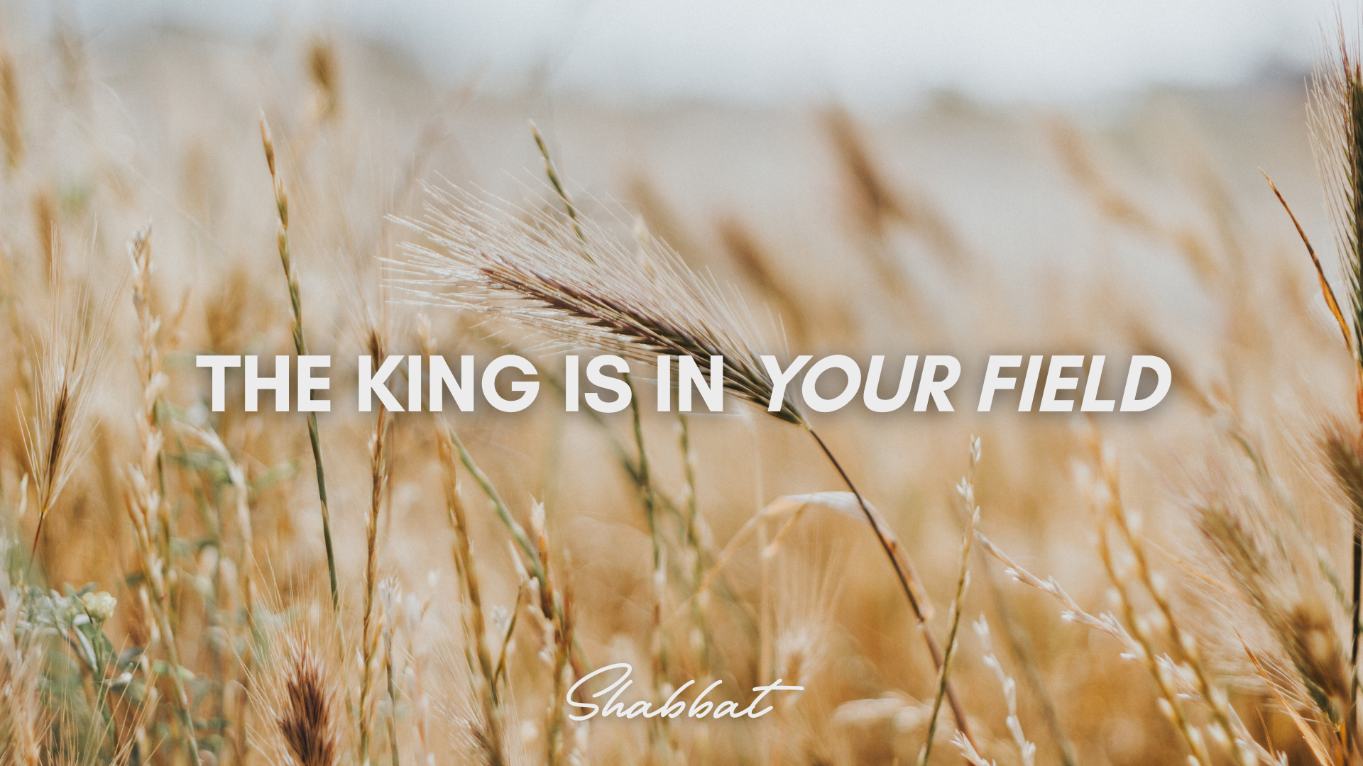 Shabbat: The King is in Your Field (8/29)