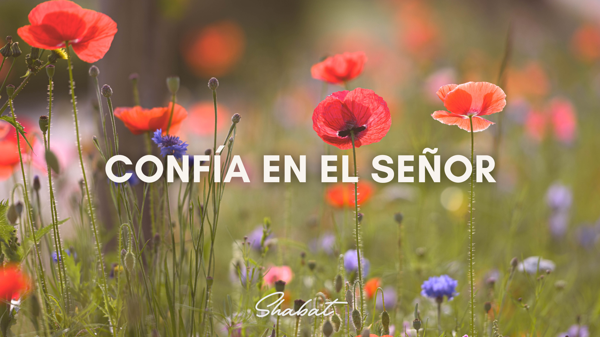 Shabbat: Confía en El Señor (8/15) 