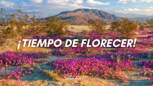 Shabbat: Tiempo De Florecer (2/06/26)
