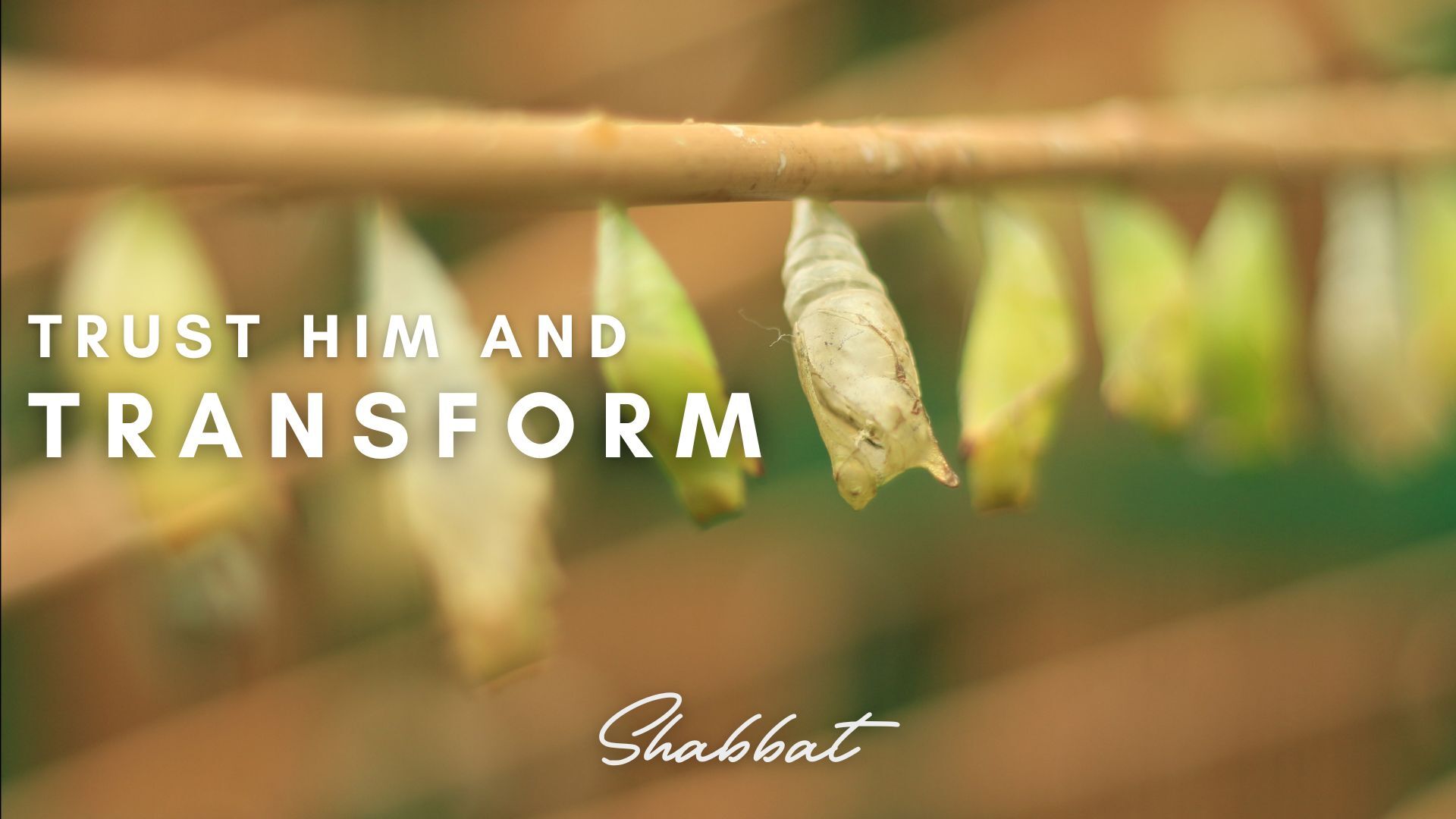 Shabbat: Trust Him & Transform (3/21)