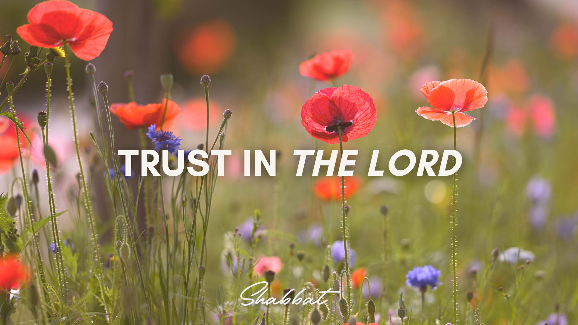 Shabbat: Trust in the Lord (8/15) 