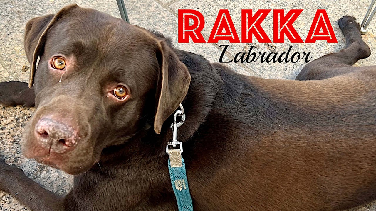 Rakka der Labrador