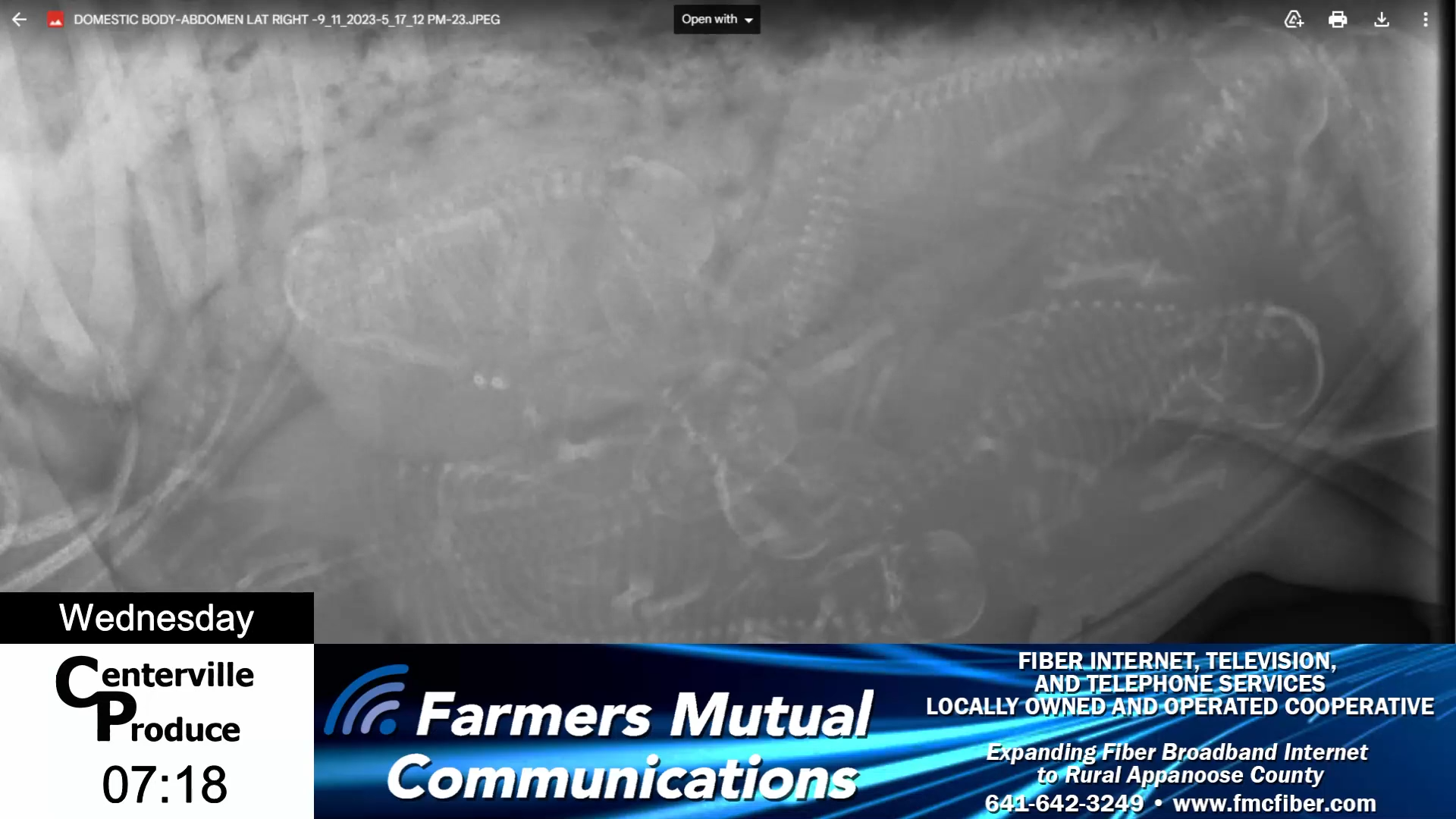 Parkside Animal Hospital on Puppy and Pregnant Dog Health