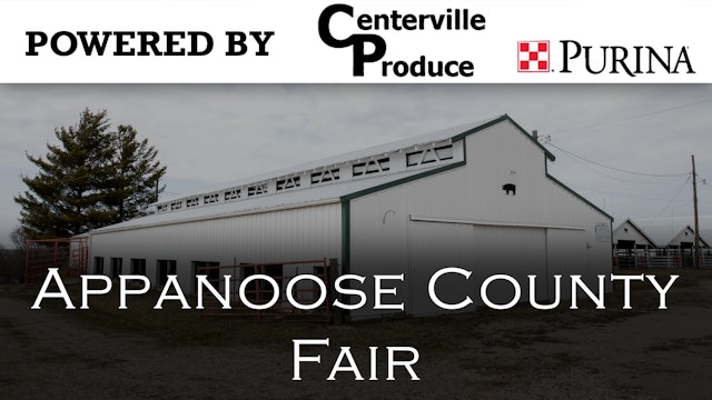 Swine Show - Appanoose County Fair 2023