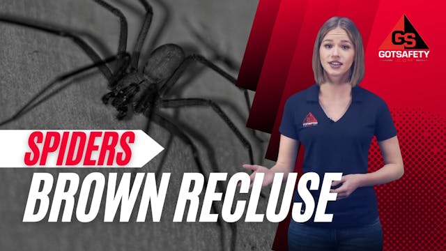 Spiders: Brown Recluse