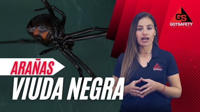 Spiders: Black Widows - SP