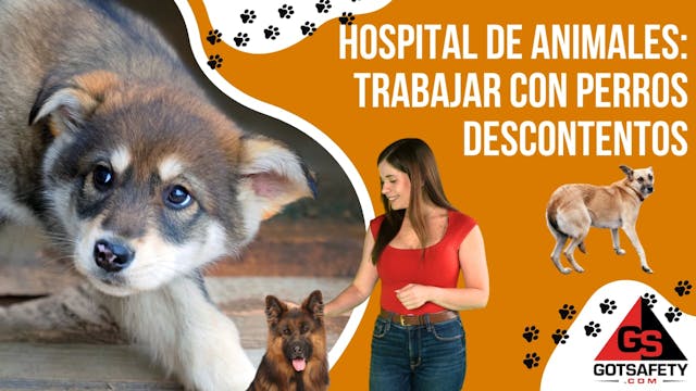 Animal Hospital: Working with Disgrun...