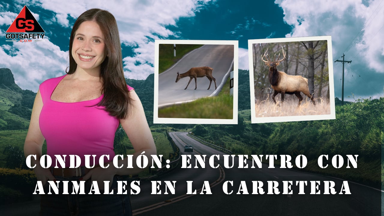 Driving: Encountering Animals on the Road - sp