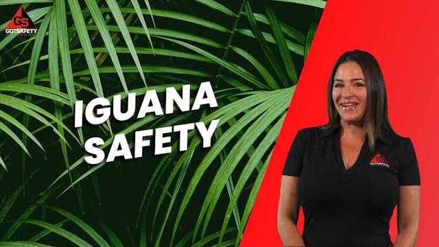 Iguana Safety - SP