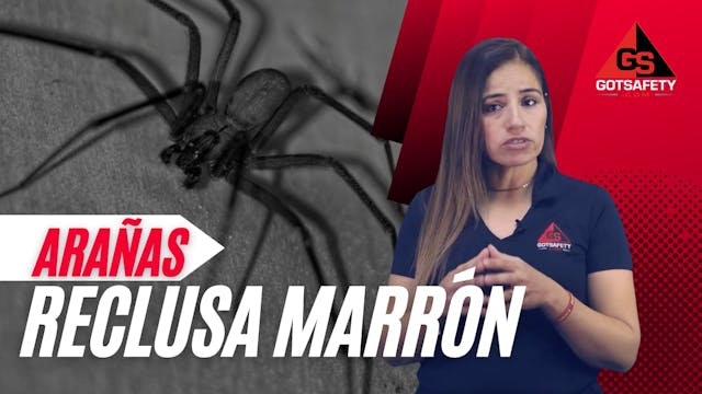 Spiders: Brown Recluse - SP