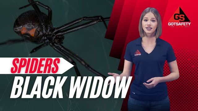 Spiders: Black Widows