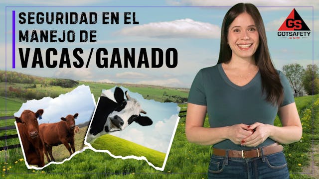 Cow-Cattle Handling Safety - sp