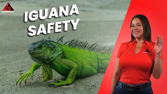 Iguana Safety