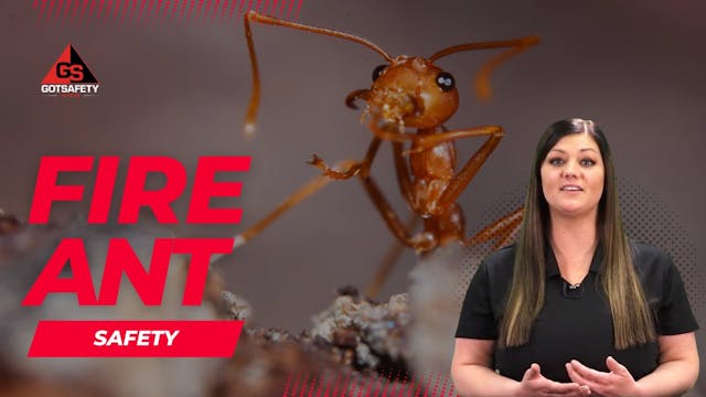 Fire Ant Safety