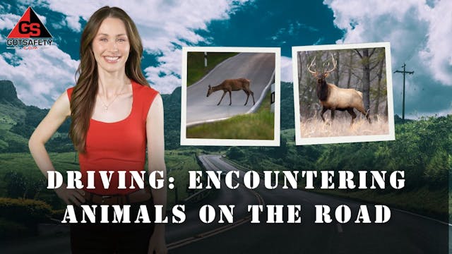 Driving: Encountering Animals on the ...
