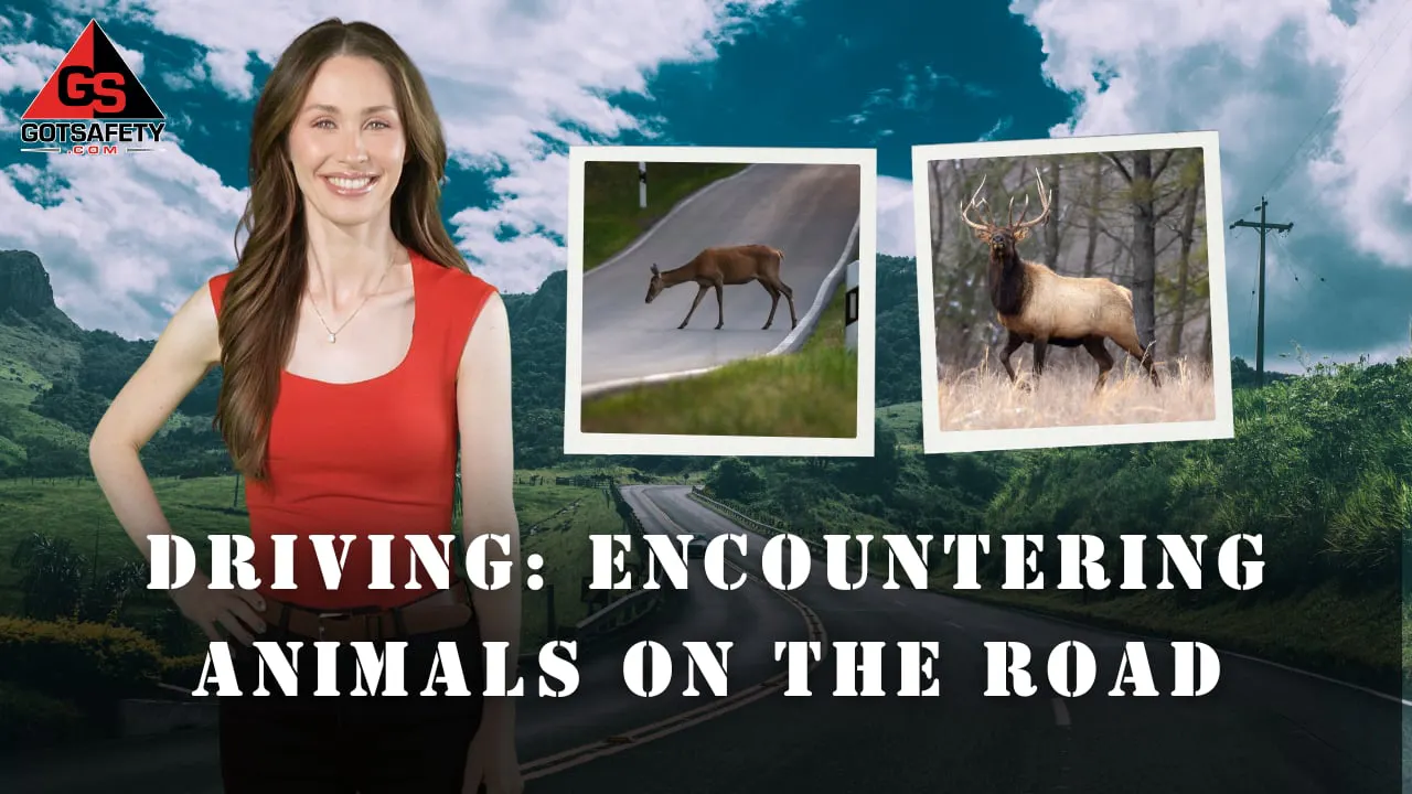 Driving: Encountering Animals on the Road - GotSafety Lite | Safety ...