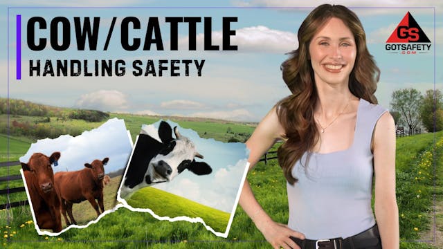 Cow-Cattle Handling Safety