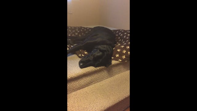 Sleeping Dog