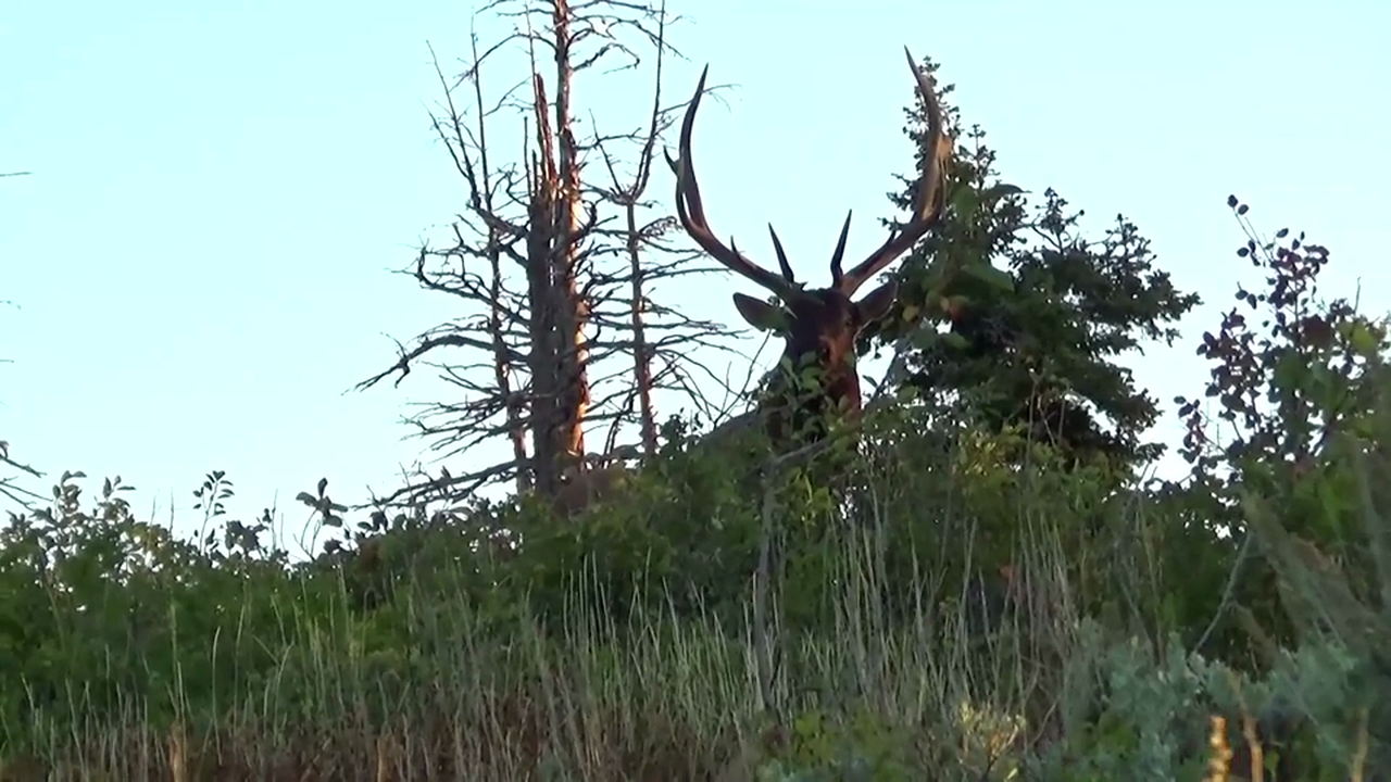 Special Feature 2: Lowest of Lows