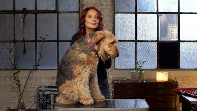 Dog Behaviours: Old Dogs