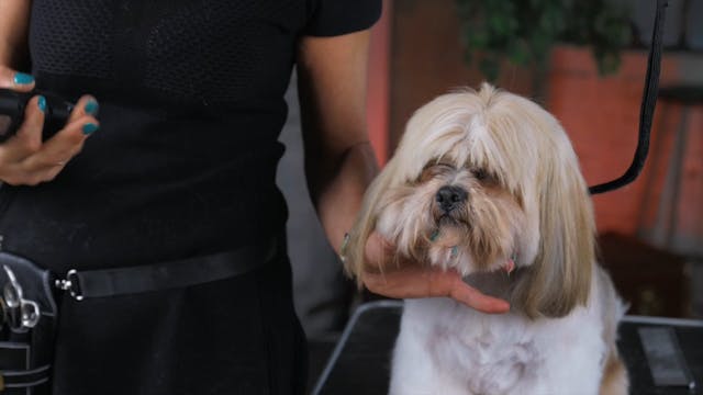 Head Series: Laura's Special Puppy Cu...
